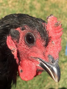 Scabs on the face caused by Fowl Pox