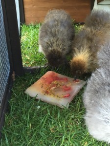 Here's a cool idea! Some fruit has been frozen with water to make a large fruity iceblock for these Silkies to enjoy on a hot day. 