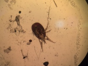 red mite under microscope